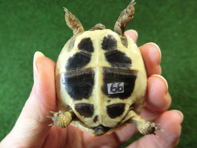 ヘルマンリクガメベビーEUCB個体 66番の画像