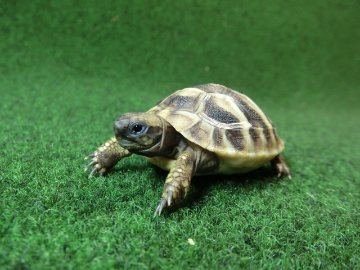 ヘルマンリクガメベビーEUCB個体 66番の画像