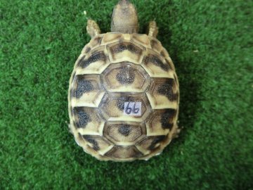ヘルマンリクガメベビーEUCB個体 66番の画像