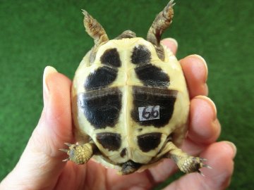 ヘルマンリクガメベビーEUCB個体 66番の画像
