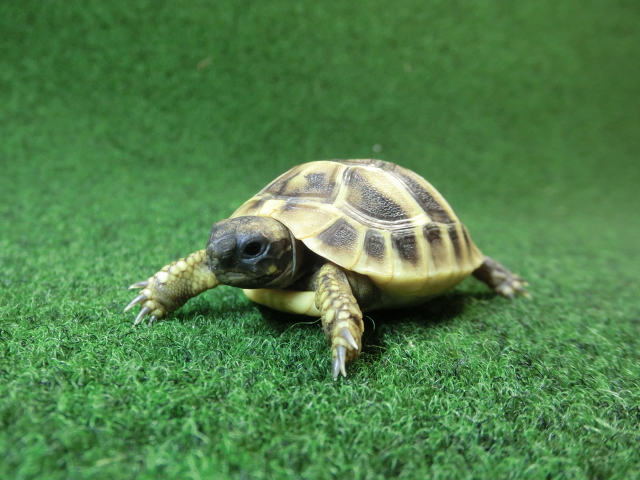 ヘルマンリクガメベビーEUCB個体 67番イエロータイプの画像