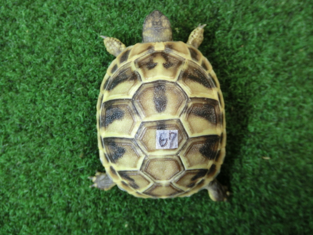 ヘルマンリクガメベビーEUCB個体 67番イエロータイプの画像