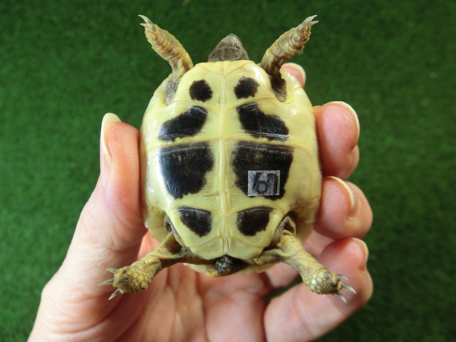 ヘルマンリクガメベビーEUCB個体 67番イエロータイプの画像