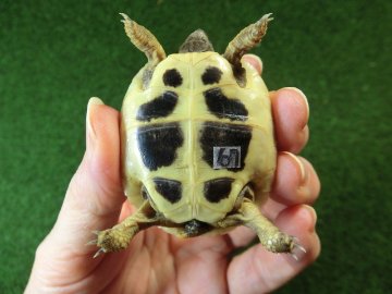 ヘルマンリクガメベビーEUCB個体 67番イエロータイプの画像