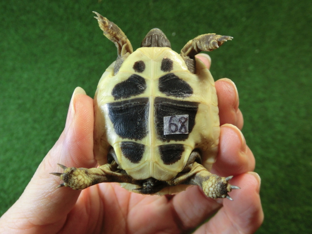 ヘルマンリクガメベビーEUCB個体68番イエロータイプの画像