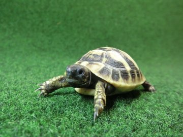ヘルマンリクガメベビーEUCB個体68番イエロータイプの画像
