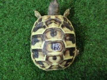 ヘルマンリクガメベビーEUCB個体68番イエロータイプの画像