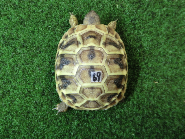 ヘルマンリクガメベビーEUCB個体69番イエロータイプの画像