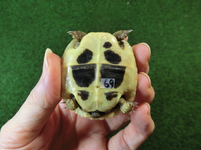 ヘルマンリクガメベビーEUCB個体69番イエロータイプの画像