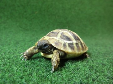ヘルマンリクガメベビーEUCB個体69番イエロータイプの画像