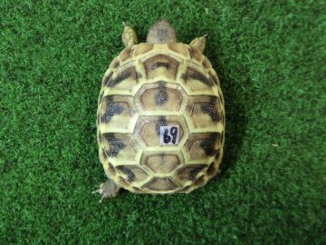 ヘルマンリクガメベビーEUCB個体69番イエロータイプの画像