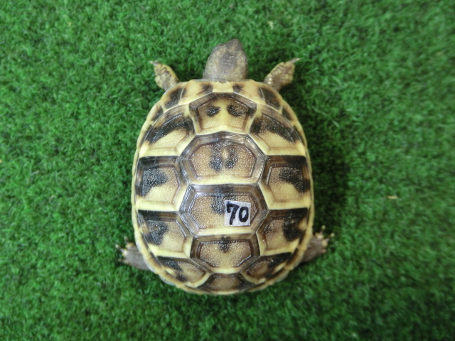 ヘルマンリクガメベビーEUCB個体70番の画像