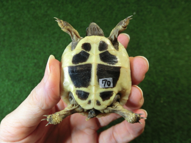 ヘルマンリクガメベビーEUCB個体70番の画像