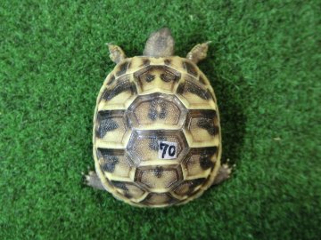 ヘルマンリクガメベビーEUCB個体70番の画像