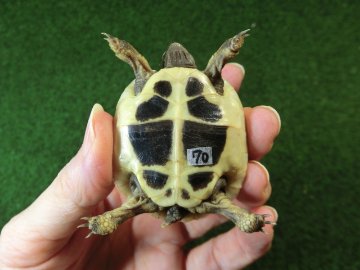 ヘルマンリクガメベビーEUCB個体70番の画像
