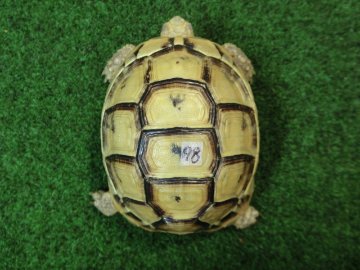 アラブギリシャリクガメ Sサイズ98番の画像