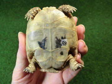 アラブギリシャリクガメ Sサイズ98番の画像