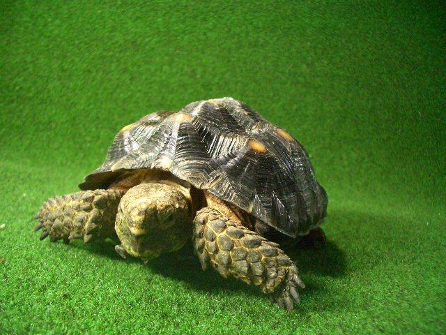 テキサスゴファーガメ02番の画像