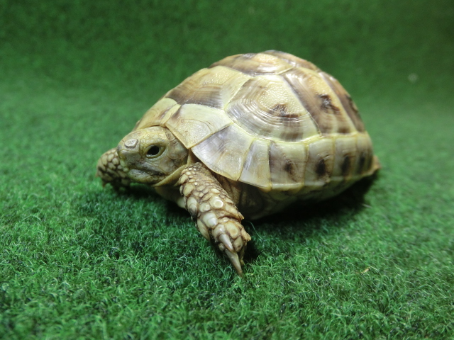 アラブギリシャリクガメ Sサイズ99番の画像