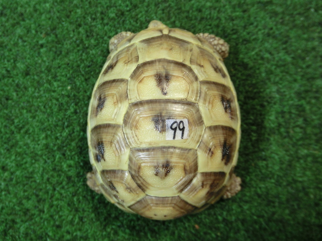 アラブギリシャリクガメ Sサイズ99番の画像