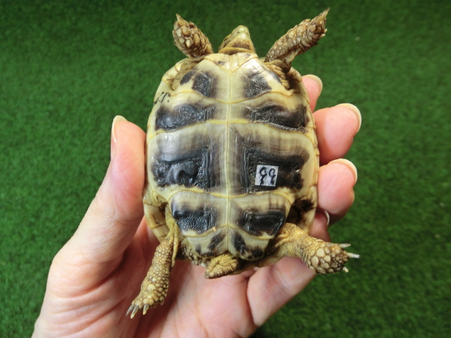 アラブギリシャリクガメ Sサイズ99番の画像