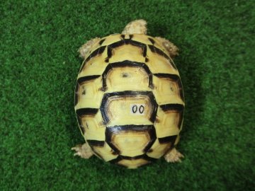 アラブギリシャリクガメ Sサイズ00番の画像