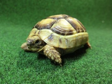 アラブギリシャリクガメ Sサイズ01番の画像