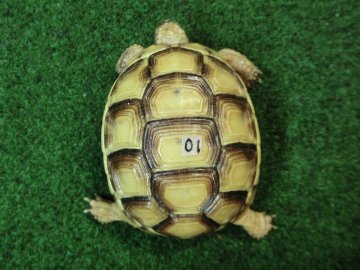 アラブギリシャリクガメ Sサイズ01番の画像