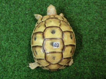 アラブギリシャリクガメ Sサイズ03番 腹甲♥の画像