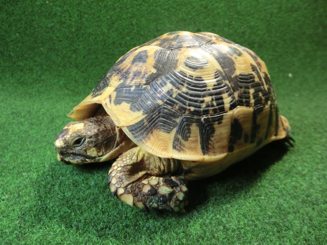 キレナイカギリシャリクガメ EGCB個体23番メス ホウシャ模様の画像