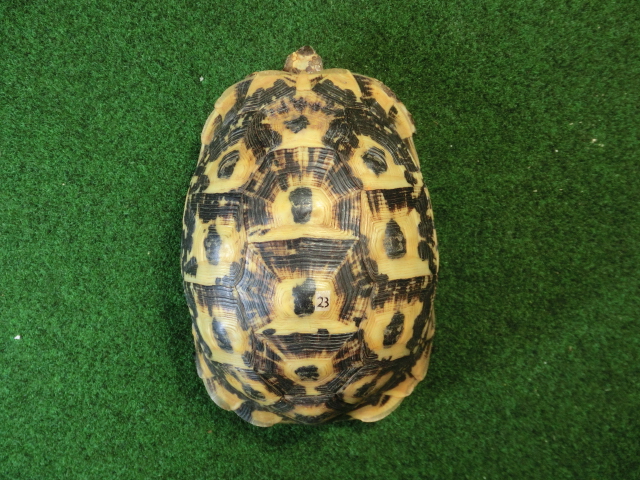 キレナイカギリシャリクガメ EGCB個体23番メス ホウシャ模様の画像