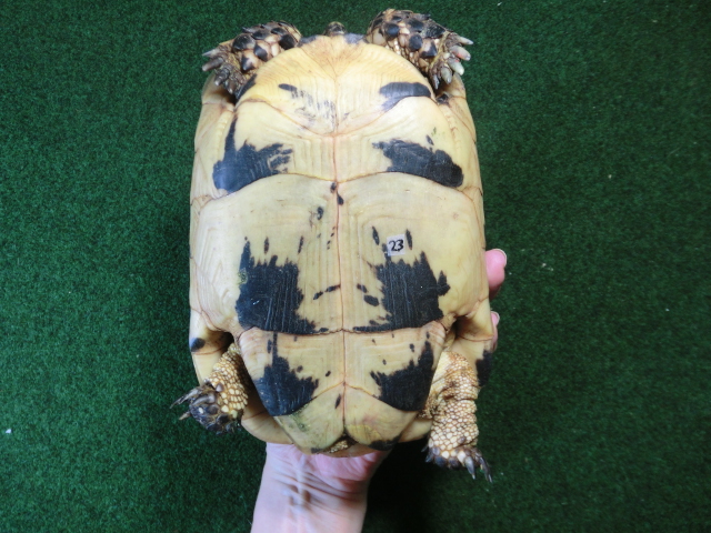 キレナイカギリシャリクガメ EGCB個体23番メス ホウシャ模様の画像