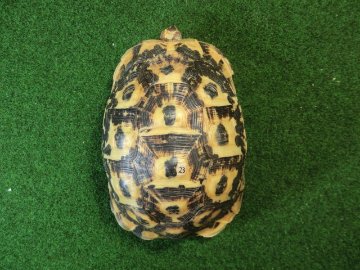 キレナイカギリシャリクガメ EGCB個体23番メス ホウシャ模様の画像