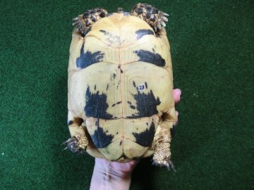 キレナイカギリシャリクガメ EGCB個体23番メス ホウシャ模様の画像