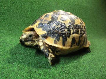 キレナイカギリシャリクガメ EGCB個体23番メス ホウシャ模様の画像