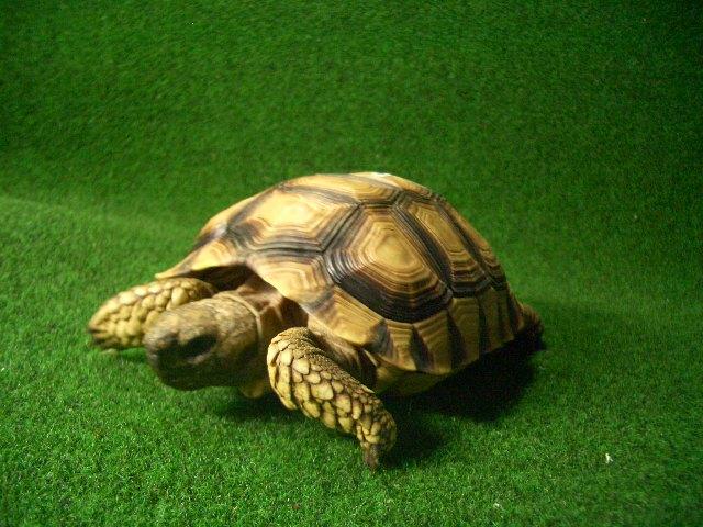 チャコリクガメ ＥＵＣＢ4番恐らく♀の画像