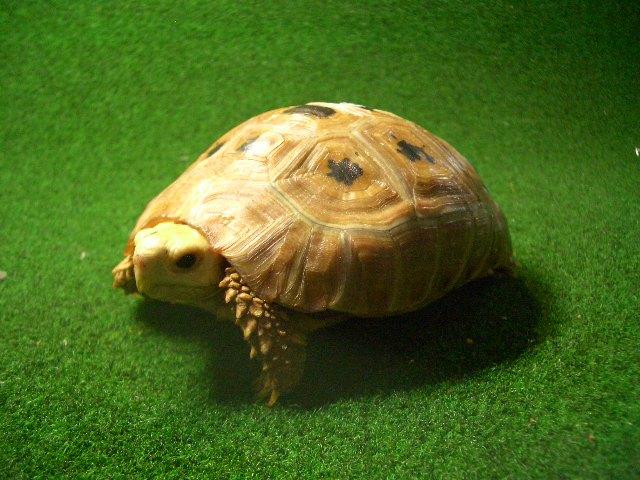 エロンガータリクガメ飼い込み個体16番 オスの画像