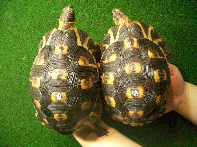 ソリガメ（アンギュラータリクガメ）ペアの画像