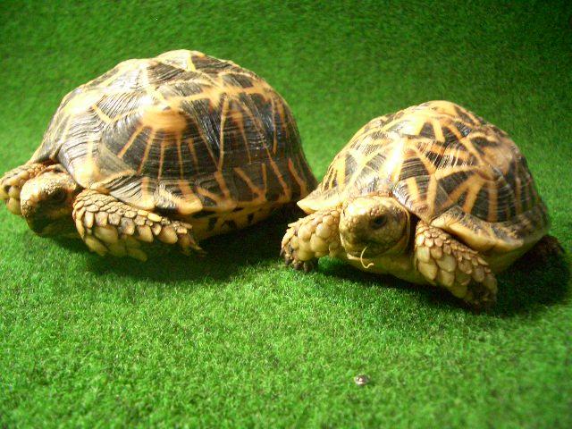 テントヤブガメ ペアの画像