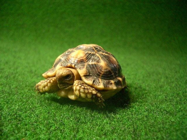 テントヤブガメ ベビーの画像
