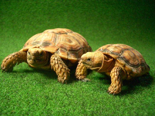 ナマクアヒラセリクガメ ペアの画像