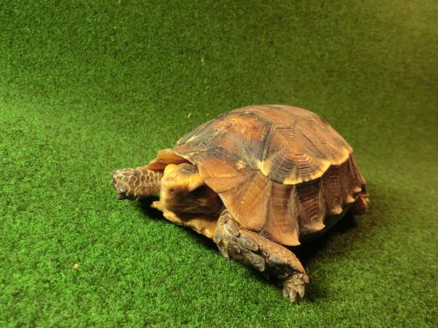 モリセオレガメ（エローサセオレガメ）サブアダルト01番の画像