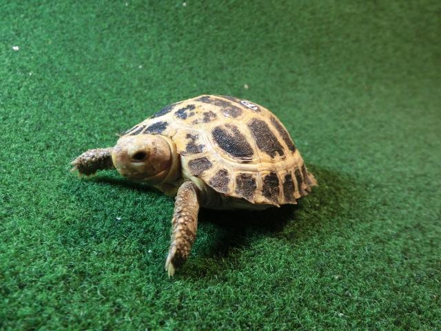 セレベスリクガメ ＳMサイズ12番の画像