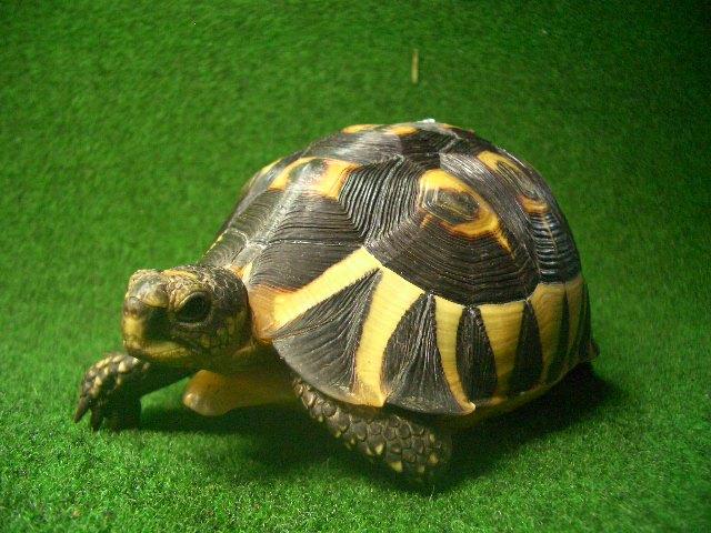 ソリガメ（アンギュラータリクガメ）メス6番の画像