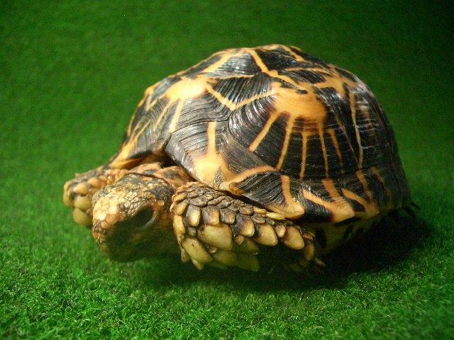 テントヤブガメ 雌の画像