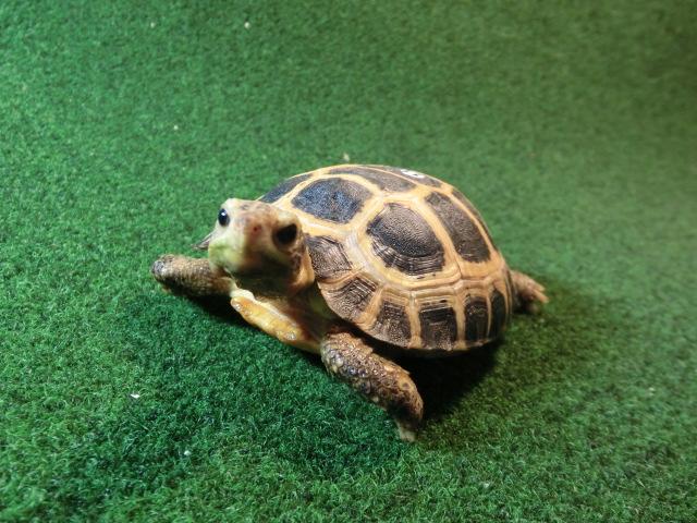 セレベスリクガメ Mサイズ11番の画像