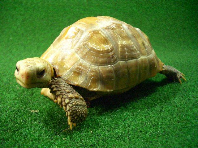 ハイポメラニスティック　エロンガータリクガメの画像