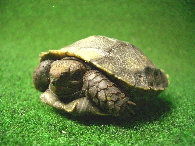 スマトラムツアシガメ（エミスムツアシガメ、イエローエミス）CBベビー6番の画像