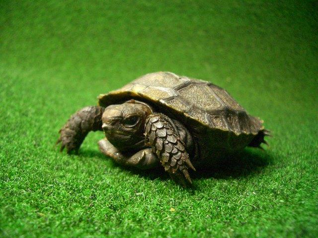 スマトラムツアシガメ（エミスムツアシガメ、イエローエミス）CBベビー7番の画像