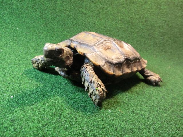 スマトラムツアシガメ（エミスムツアシガメ、イエローエミス）CB個体8番の画像